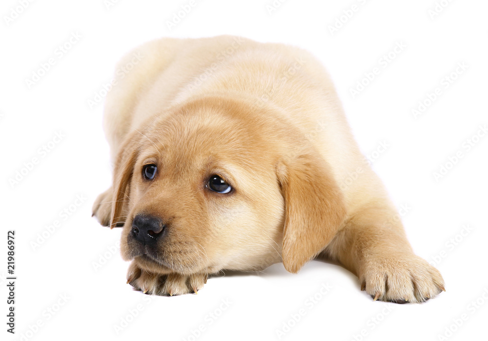 Pup on a white background. Pup on a white background.