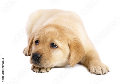 Pup on a white background.