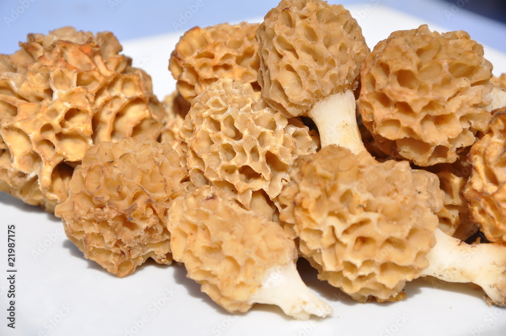 assiette de morilles assiette de morilles