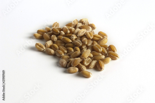 durum wheat (Hartweizen)