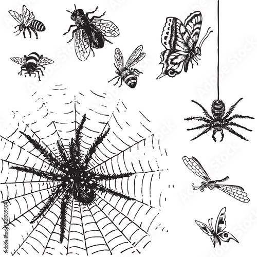 antique insects engravings (vector)