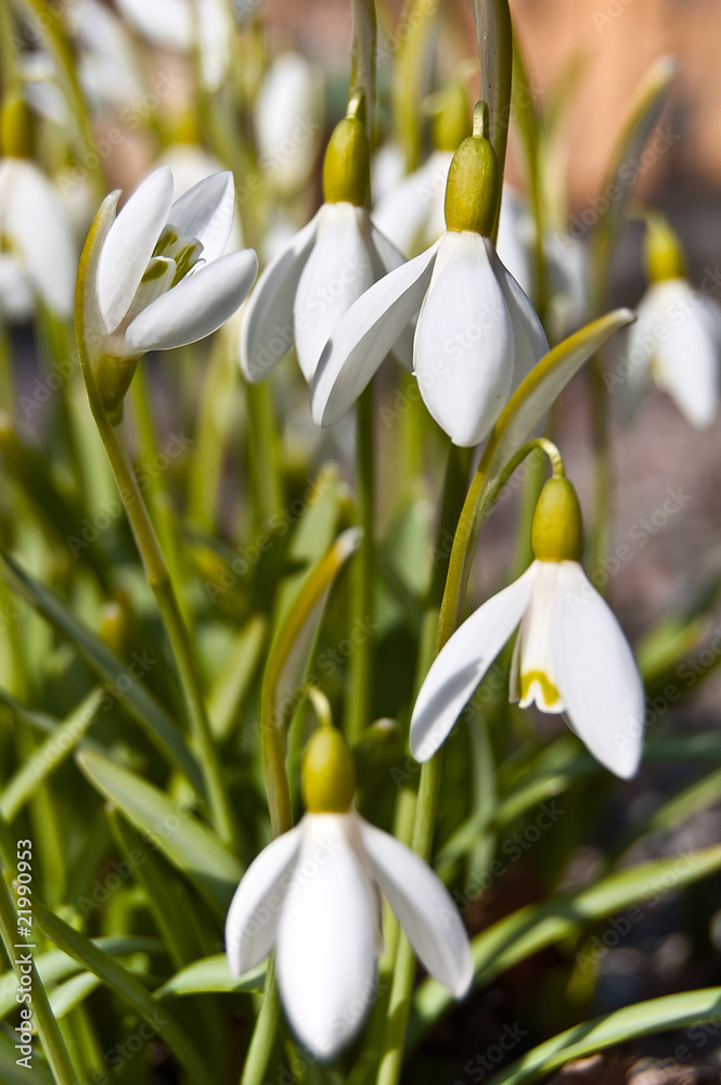 Perce-neige - Galanthus nivalis Perce-neige - Galanthus nivalis
