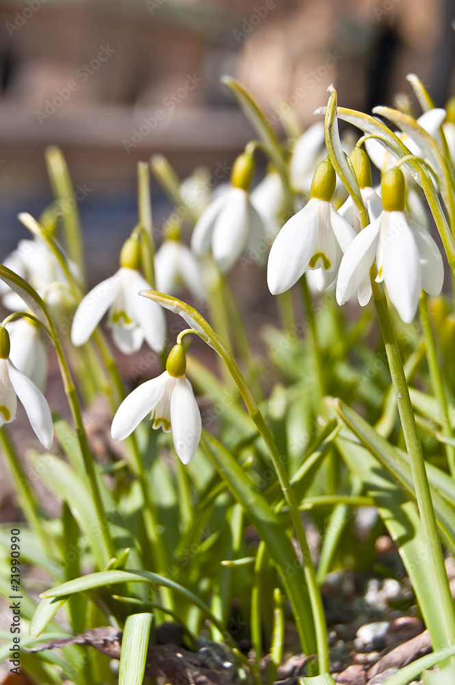 Perce-neige - Galanthus nivalis Perce-neige - Galanthus nivalis