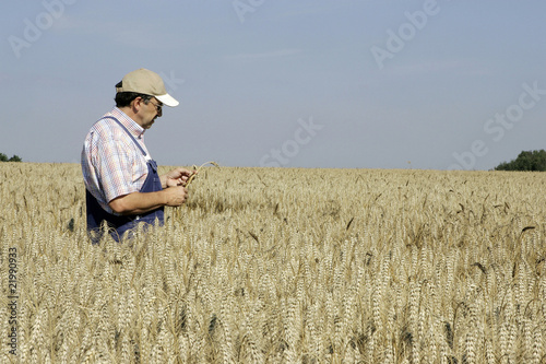 Landwirt besichtigt Weizenfeld photo