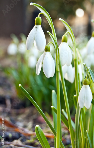 Perce-neige - Galanthus nivalis