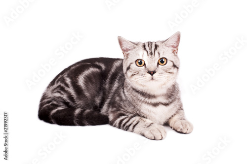 British Shorthaired Cat