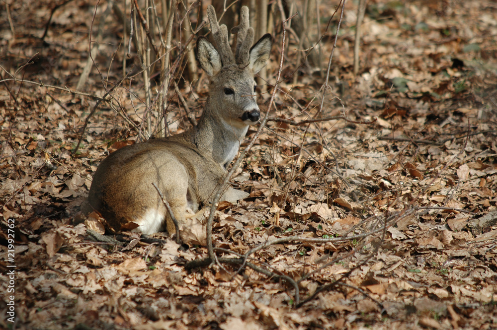 Obraz premium roe deer