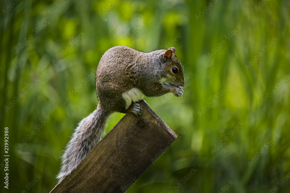 Obraz premium Grey Squirrel (Sciurus caolinensis)