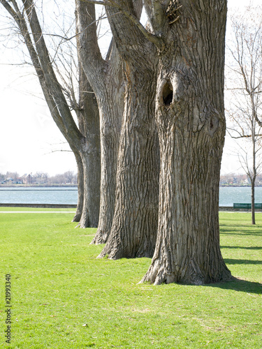 Arbre en rangée photo