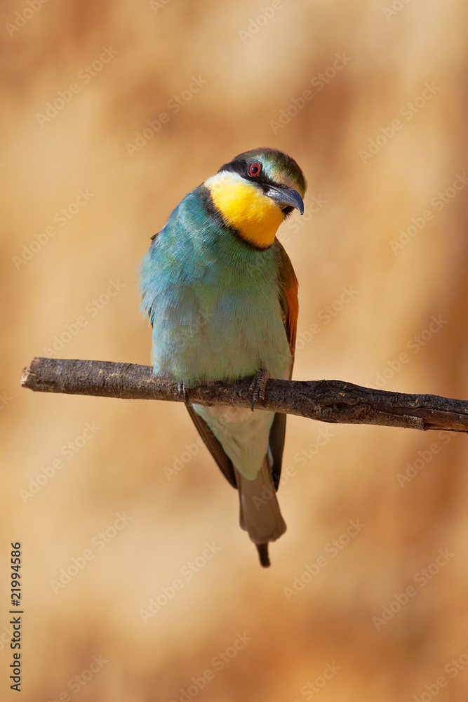 Obraz premium European bee-eater on a branch