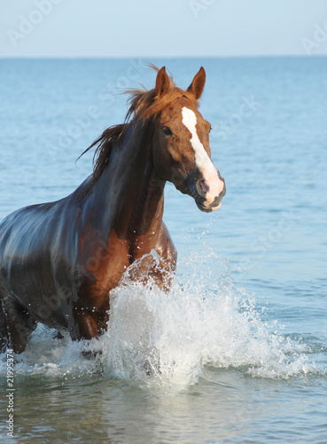 Red horse in the sea