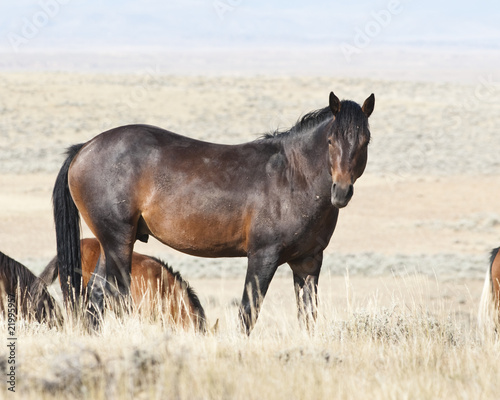 Mustang Stallion © Jim