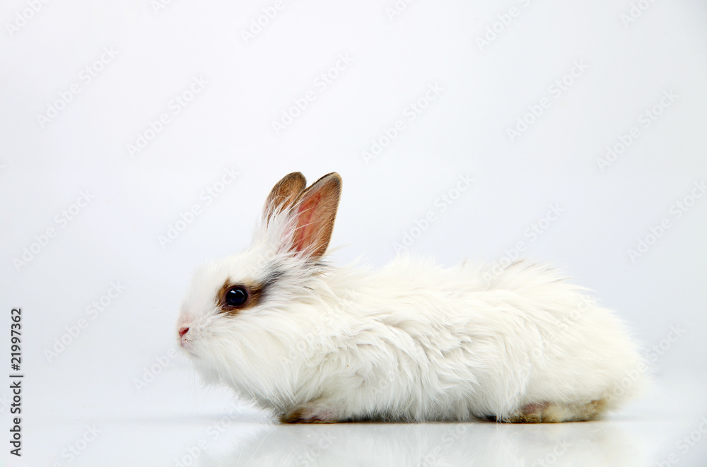 Little White Domestic Rabbit on White Background