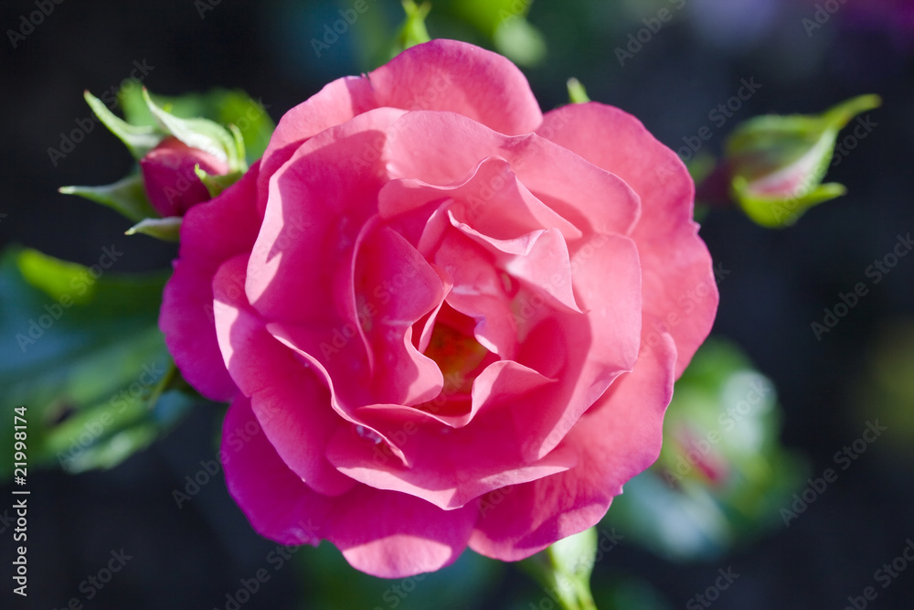 One of the first spring flowers has blossomed One of the first spring flowers has blossomed
