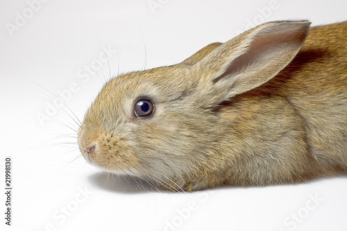 Cute fluffy domestic rabbit close-up on a white background