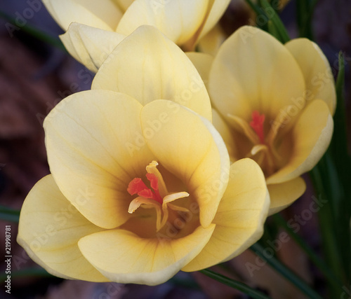 Yellow crocus