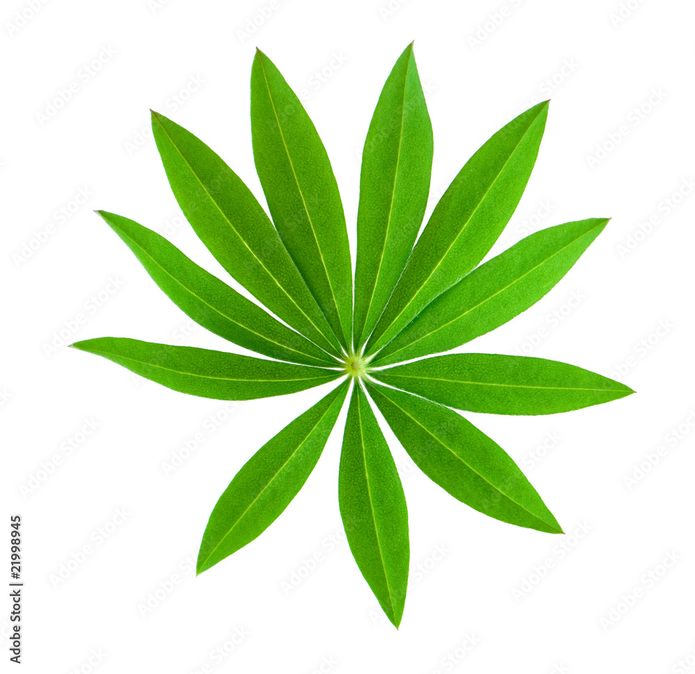 Green leaf Green leaf