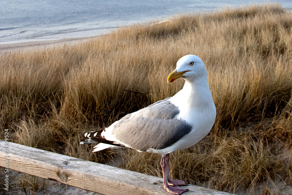 Fototapeta premium Interessierte Möwe