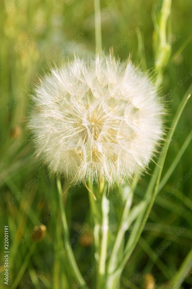 Compositaceae daisy flower seed from Mediterranean Compositaceae daisy flower seed from Mediterranean