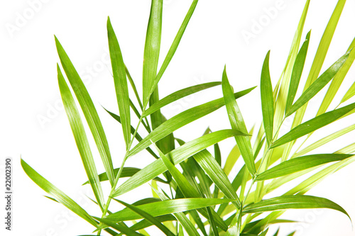 Plant isolated on white background.