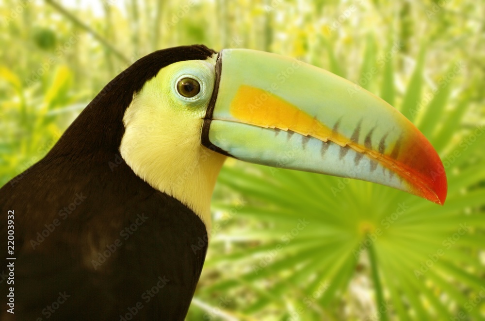 toucan kee billed Tamphastos sulfuratus jungle toucan kee billed Tamphastos sulfuratus jungle