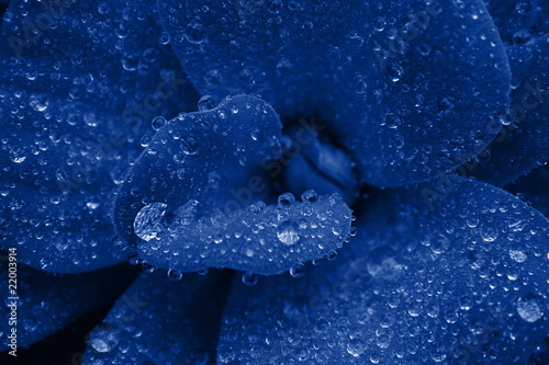 Blue waterplant photo