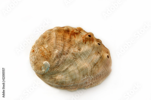 Abalone Shell