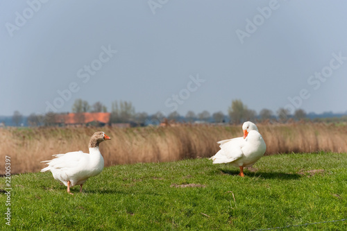 Gooses in landscape photo