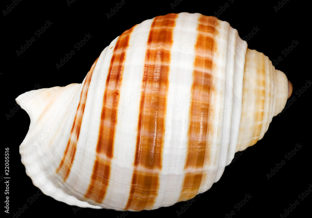 Obraz premium seashell isolated on black background