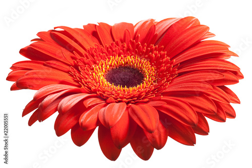 Red daisy isolated on a white background.