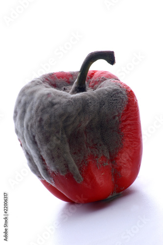 Quadro em tela vom Schimmelpilz befallene rote Paprika