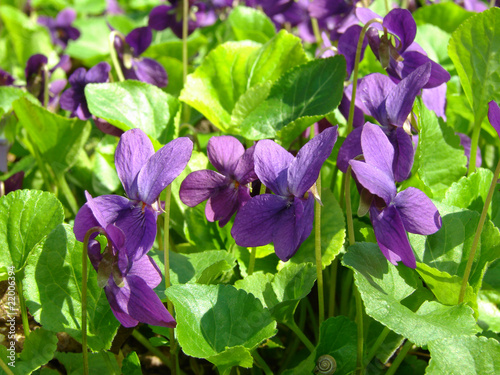 flowering violets