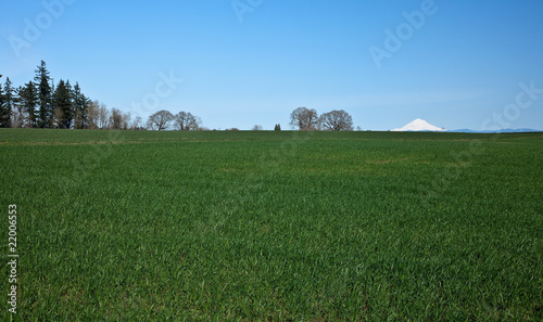 Green farm field with some trees and Mount Hood on a background