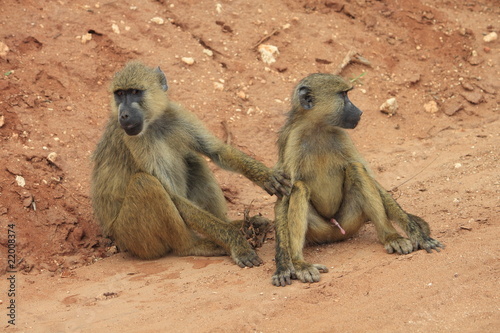scimmie kenya tsavo