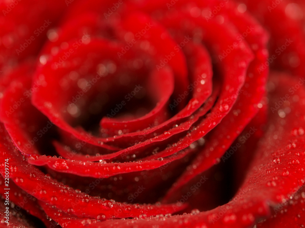 Dark red rose Dark red rose