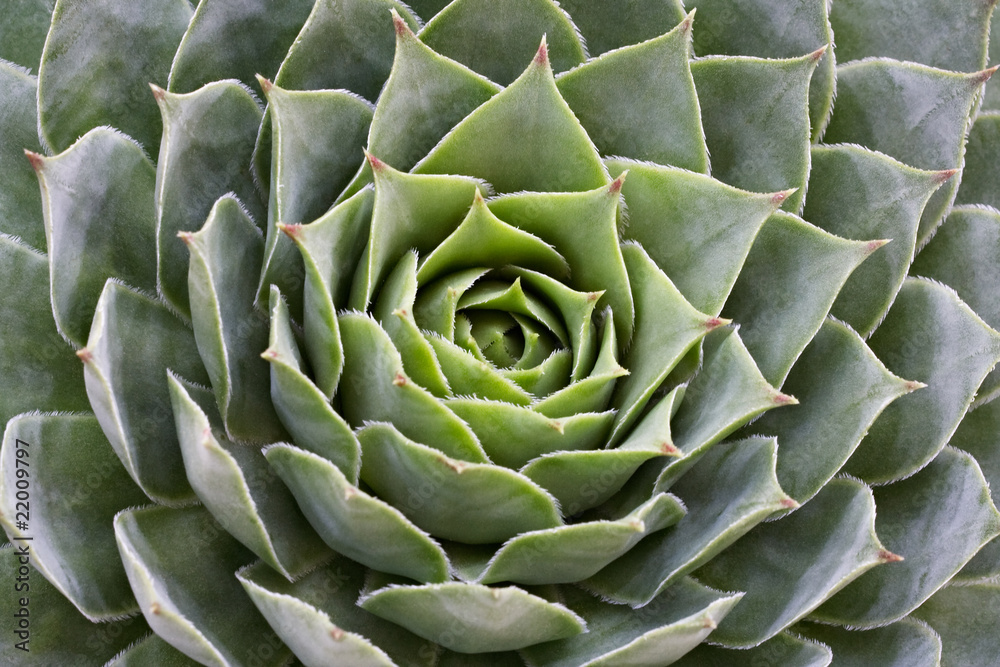succulent sempervivum succulent sempervivum