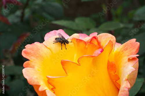 yellow rose with fly