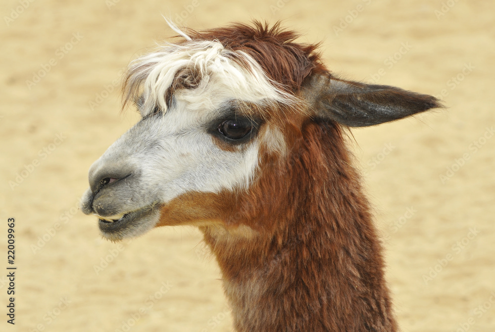 Obraz premium Portrait d'Alpaga