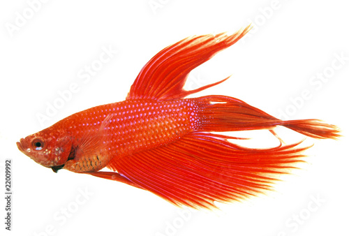 Siamese figthing fish isolated in white background photo