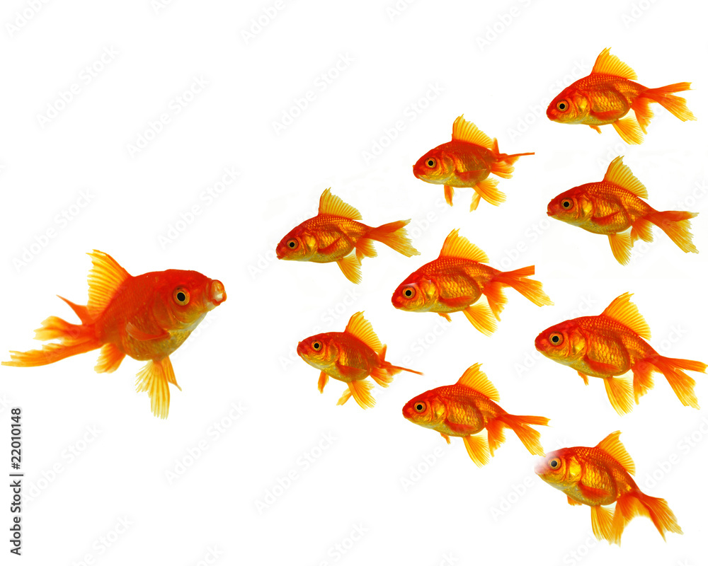 Gold fishes shoal Gold fishes shoal