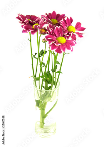 Isolated Zinnia Flower on white background