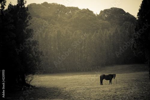 attract landscape with horse