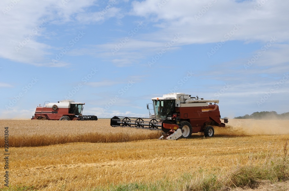 Fototapeta premium ballet de moissoneuses dans un champ en été
