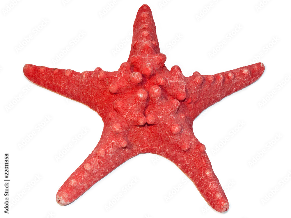 red seastar red seastar