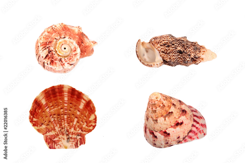 Sea shells isolated on white Sea shells isolated on white