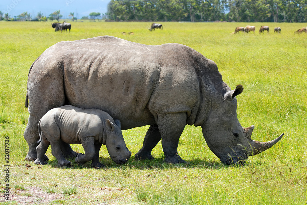 Obraz premium white rhino with 2 weeks calf