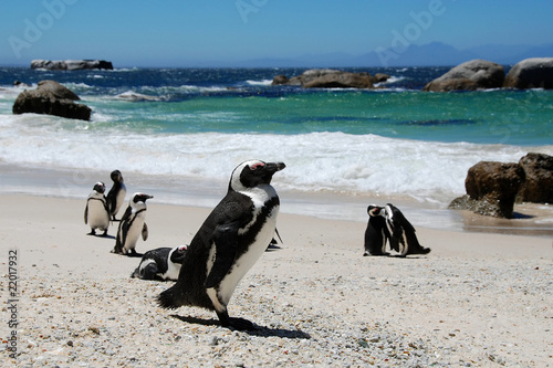 colony of penguins South Africa