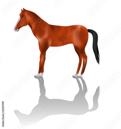 Detailed Horse vector illustration