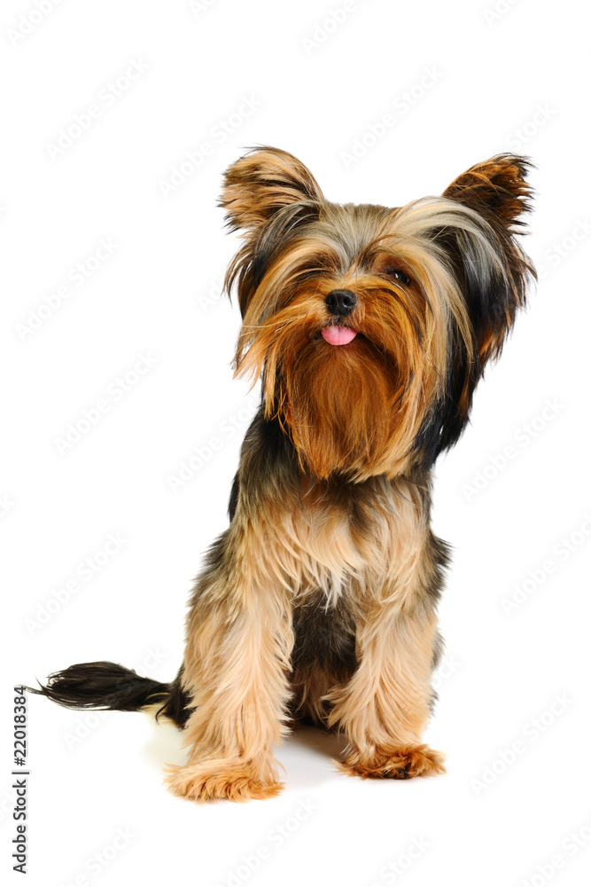 Yorky Yorky