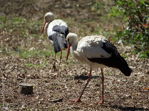 cicogne (Ciconia ciconia) photo